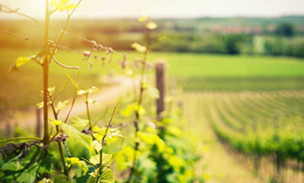 Niezwykła historia rodziny Torres